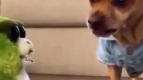 Funny Dog reaction with a funny GAME