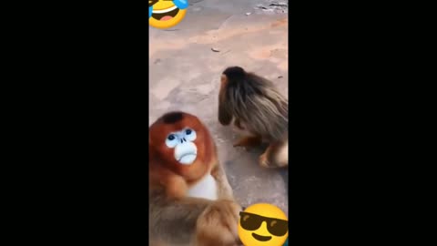 Monkeys Fighting Over Food - TikTok Animals (Funny Animals #360)