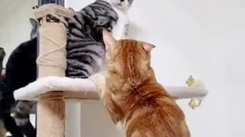 5.Cute cat videos _ funny cat videos