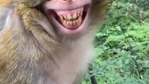 Monkey funny video|| funniest monkey 🐒