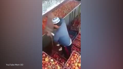 Video Shows How Egypt Factory Workers Make Ketchup, Heinz Does Damage Control