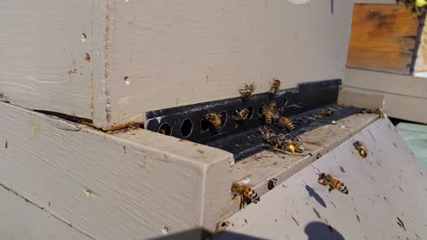 March 12, 2021. Somewhere in Connecticut. These bees are hard at work collecting pollen.