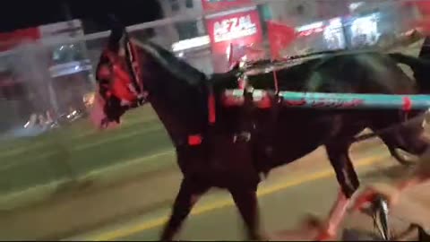 Horse on Lahore road