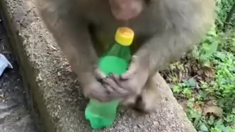 Funny monkey video 😂😂😂