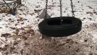 Dog swinging in circles on swing