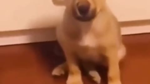 Dog barks "Mama" cute video [2021]#Shorts