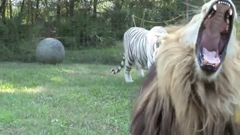 Lion Vs Tiger Best animals fights with wild animals lion tiger bear attack