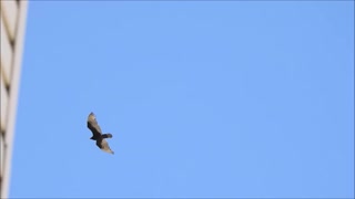 Big Bird Gliding Passed Apartment Block