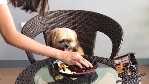 Pet experiment: Woman leaves dog alone with a plate of treats1