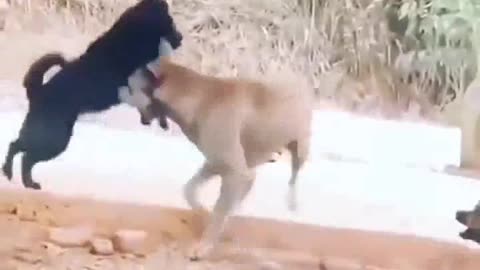 Animal Attack Video