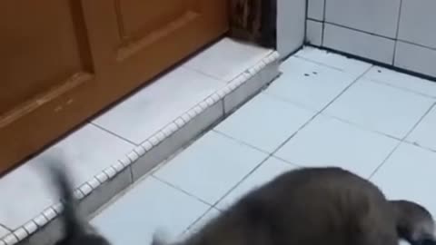 This tiny cat wants to play