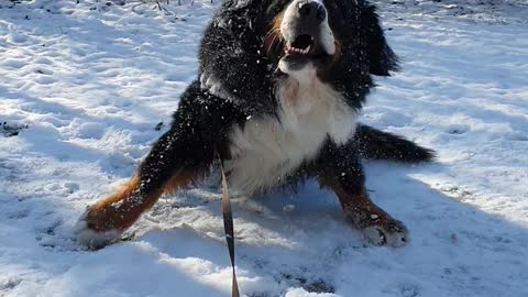 Bernese Mountain Dog rolling im the snow