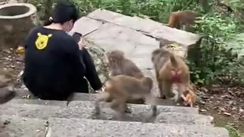 Cute Monkey China & Funny Love monkey| Animals Love #Short