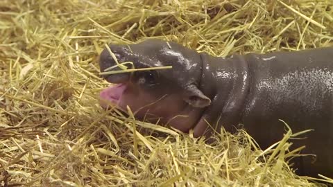 So cute baby hippo born