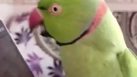 Parrot funny talking