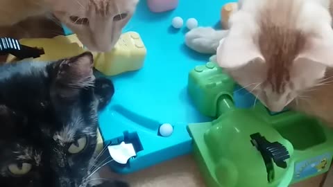 Curious Kittens Gather For A Game Of Hungry Hungry Hippos
