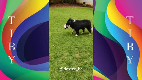 This dog is a great goalkeeper