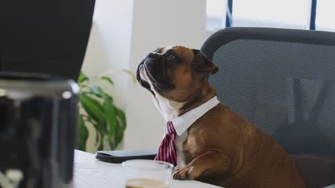 Business dogs in the office at work