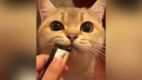 Best Of The 2021 🐈 Funny Animal Videos