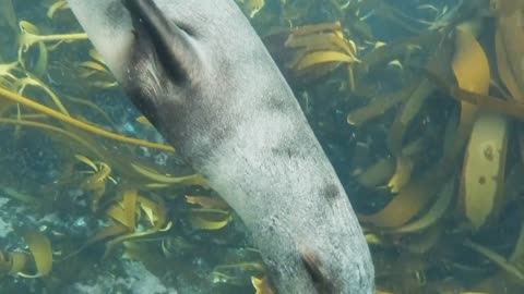 cute sea lion.