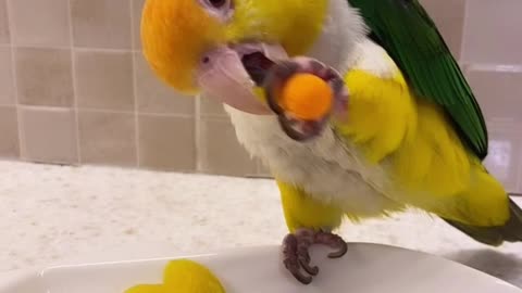 The smartest parrot in the world