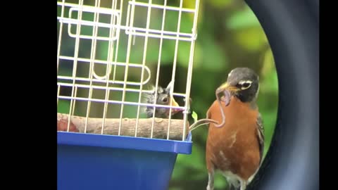 Amazing video of momma bird feeding her baby
