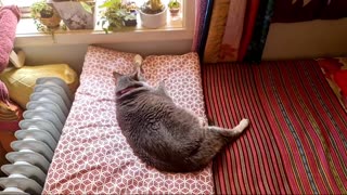 30 Minutes Sunday Cat Nap Live Stream No Music Natural Sound