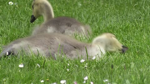 Cute goose birds feeding