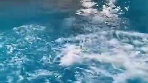 Dolphin 🐬 training video.