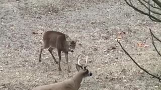 Deer Destroys Decoy