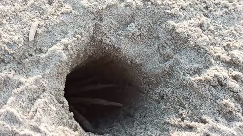 Crab hole