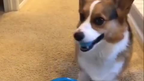 Cute dog funny training play with bowl. How to train your dog