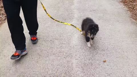 Shetland Sheepdog is practicing for a walk!