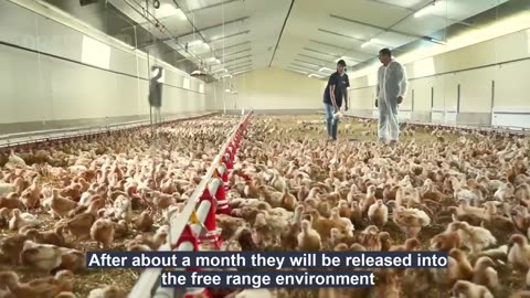 How to Raise Millions of Free Range Chicken For Eggs and Meat - Chicken Farming - Meat Factory