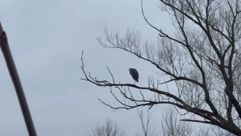 Great Blue Heron in same spot from days ago