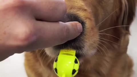 That's how a dog learns to blow a whistle
