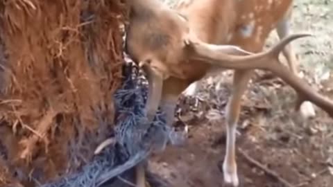 Deer Rescue #shorts #deer #rescue #wildlife