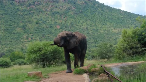 Elephant Drinking Water From A Pond