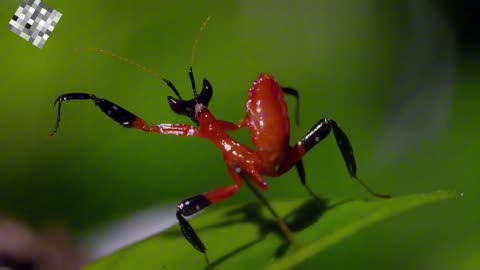 Best Animal Fights: Kung Fu Mantis vs Jumping Spider