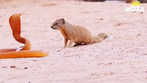 Cobra VS Mongoose Finally Revealed