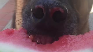 German shepard eating watermelon