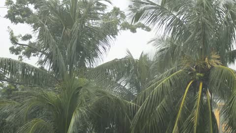 Rain sound 1 hour for sleeping with coconut tree