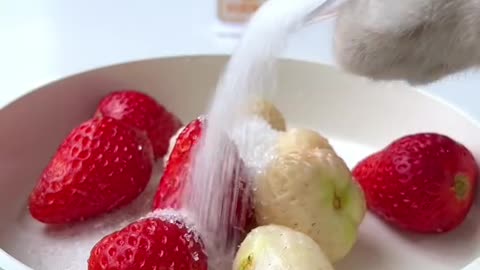 Have You Ever Eaten Strawberries Like This? | Cat Cooking Food | Cute Cat