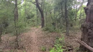 Florida Trail Hike from Ross Prairie Trailhead To Pruitt Trailhead Hike Video 2