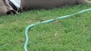 Duck Wrestles With His Bull Terrier Best Friend