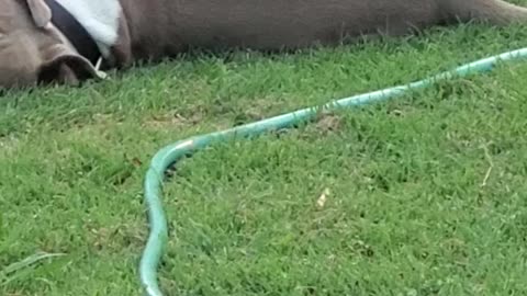 Duck Wrestles With His Bull Terrier Best Friend