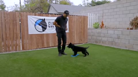 DOG TRAINING FUNDAMENTALS - Part 1