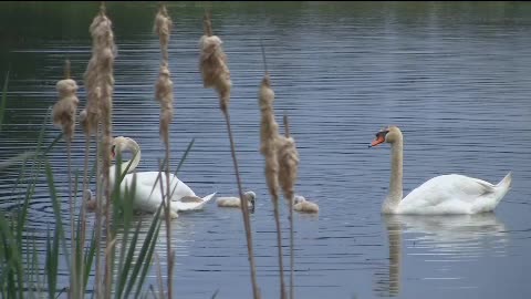 The swan swam freely on the water