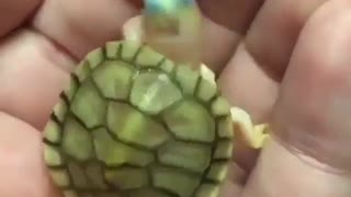 Cute little green turtle