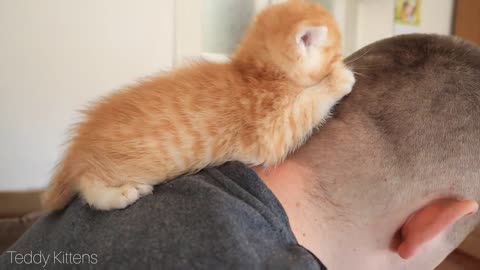 Tiny Kitten Treats Depression 😘🐈 So Cute | WHO'S NEXT? 😀